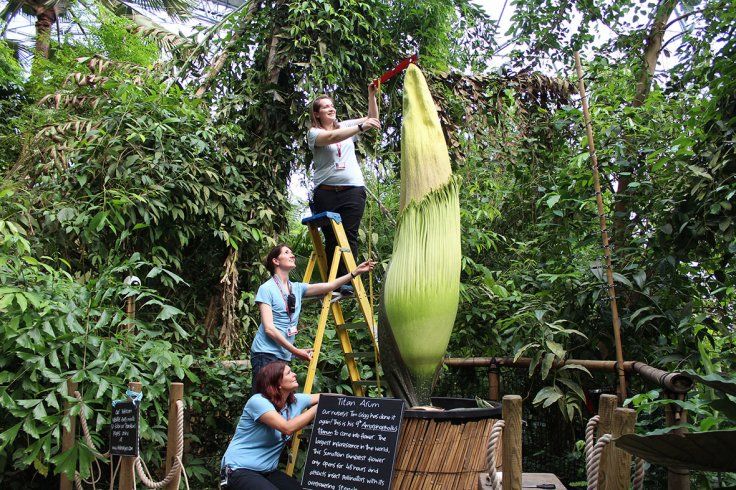 Fakta Bunga Titan Arum, Bunga Tertinggi Di Dunia